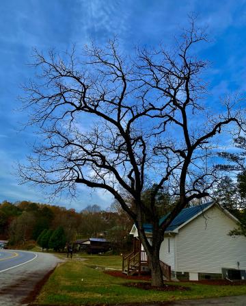 Black Walnut in silhouette  has sparse limbs that can look like arms and twigs that look like long fingers that on a windy dark night  look pretty spooky.