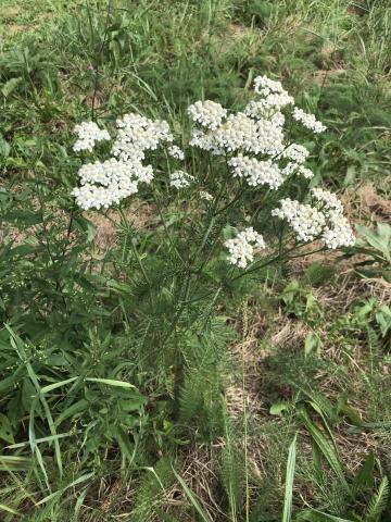 Yarrow is one of many wild plants that have been used for medicinal purposes.
