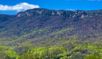 Yellow poplar trees have a bright green in the Spring that can be seen running up moist drains of the mountains.