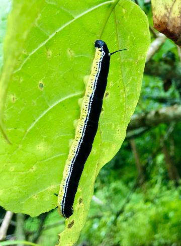 This caterpillar is obtaining food energy from eating a plant that in turn got that energy through the miracle of photosynthesis.