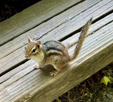 Referred to locally as ground squirrels, the eastern chipmunk is a ground dweller that tends to go at a dead run. 