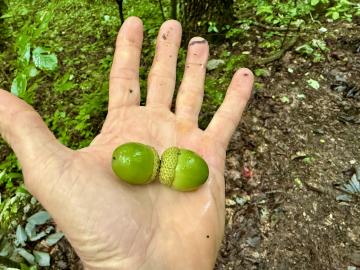 Chestnut oak is just one of several oak species in our local forests, and are very plentiful this year