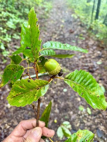 Chestnut oak acorns are plentiful this year and are the largest acorns we have  locally. They provide an important wildlife food source.