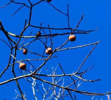 Persimmons have had a plentiful fruit year along with other fruits and nuts, which varies from season to season.