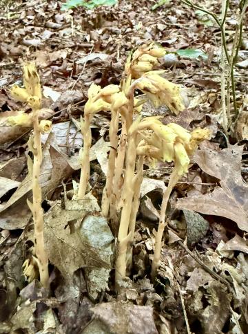This Pinesap plant is one of several in our area that do not make their own nutrition but parasitize other plants and suck sap from tree roots.