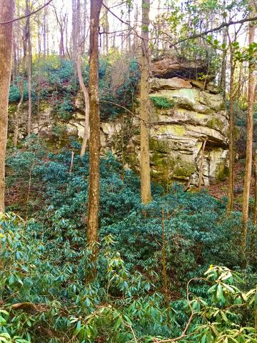 Evergreen native shrubs such as these rhododendrons add a nice touch of green to a winter forest landscape. 