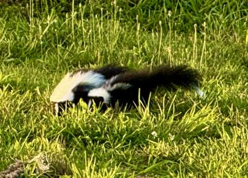 These two skunks casually walked through the yard unconcerned about my dog because they know they have a highly effective odorous weapon.