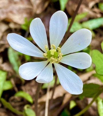 Early Spring wildflowers like  this twinleaf have an unusual annual growth cycle that is the reverse of most wild plants. 